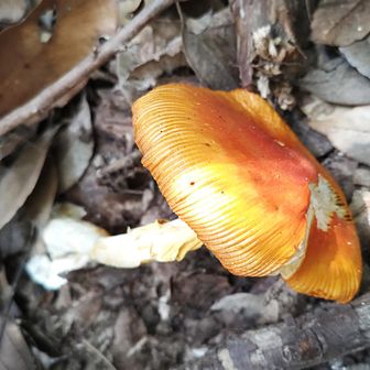 ご新規さん🍄🥚だが、萎びている😥