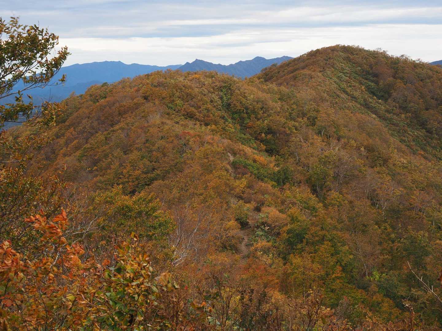 枝折峠-明神峠-道行山 往復コースの写真