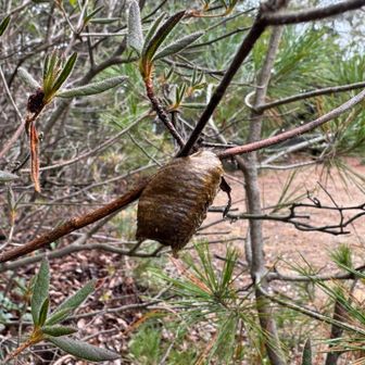 紀泉アルプス・飯盛山・ボンデン山 松ぼっくりかと思いきや🤭カマキリのたまご