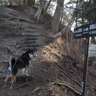 高取山と仏果山の分岐で 更に先の仏果山へ行こうとする六輔くん
でも今回は時間的に ここから戻りますよー