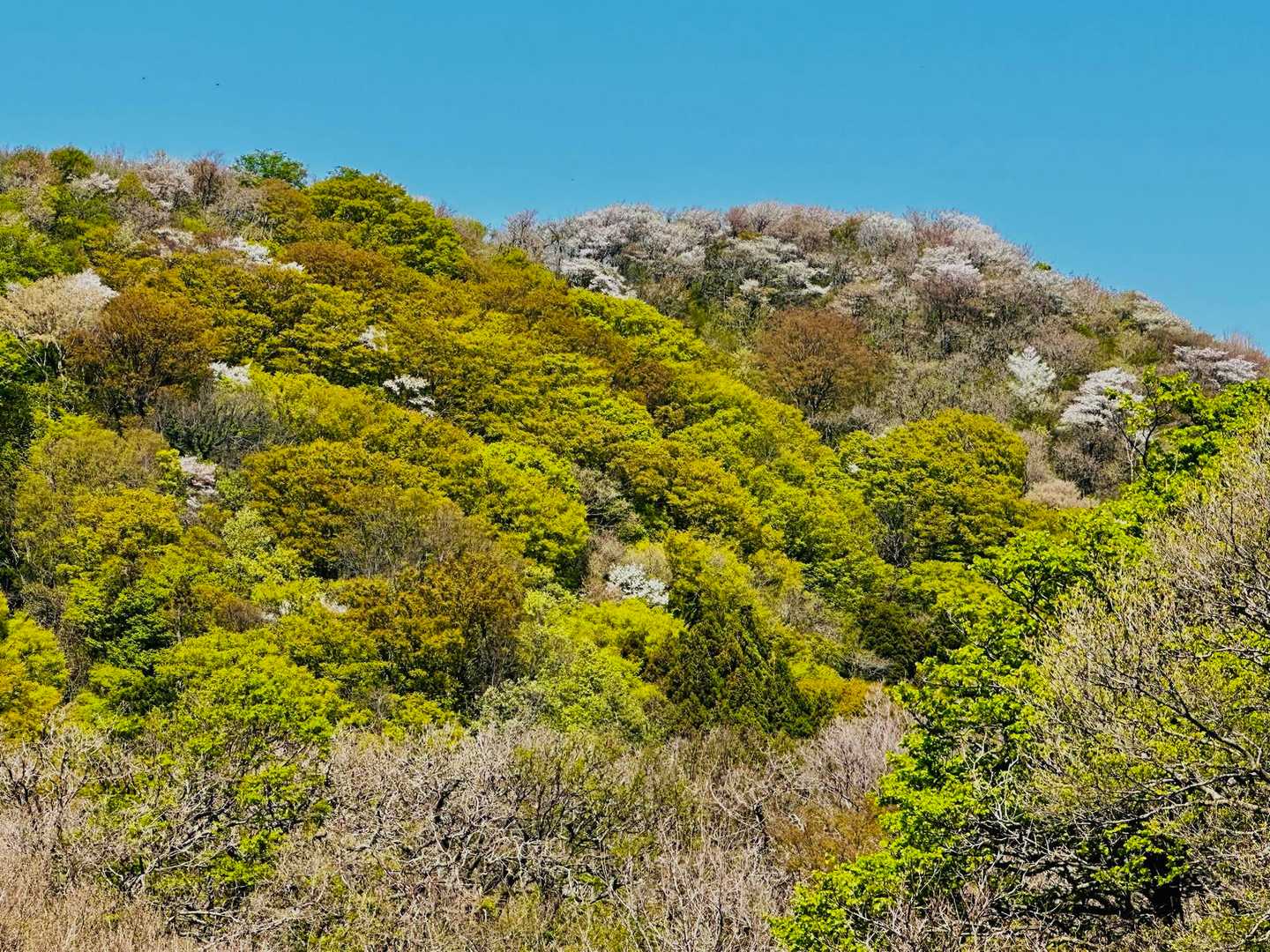山桜が満開🌸