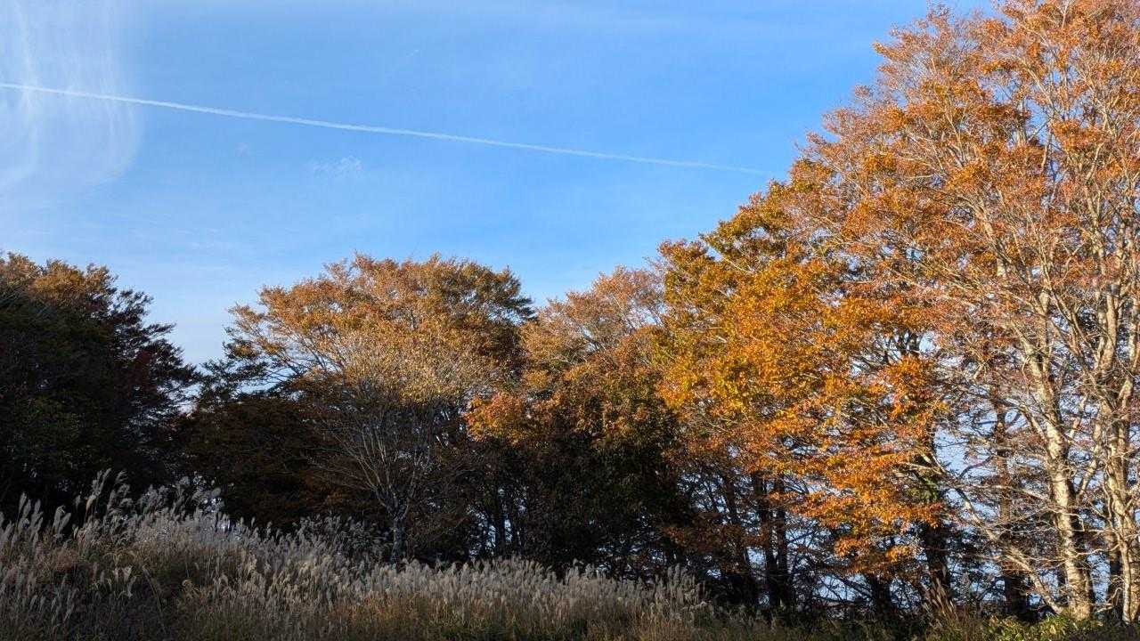竜王山 往復コースの写真