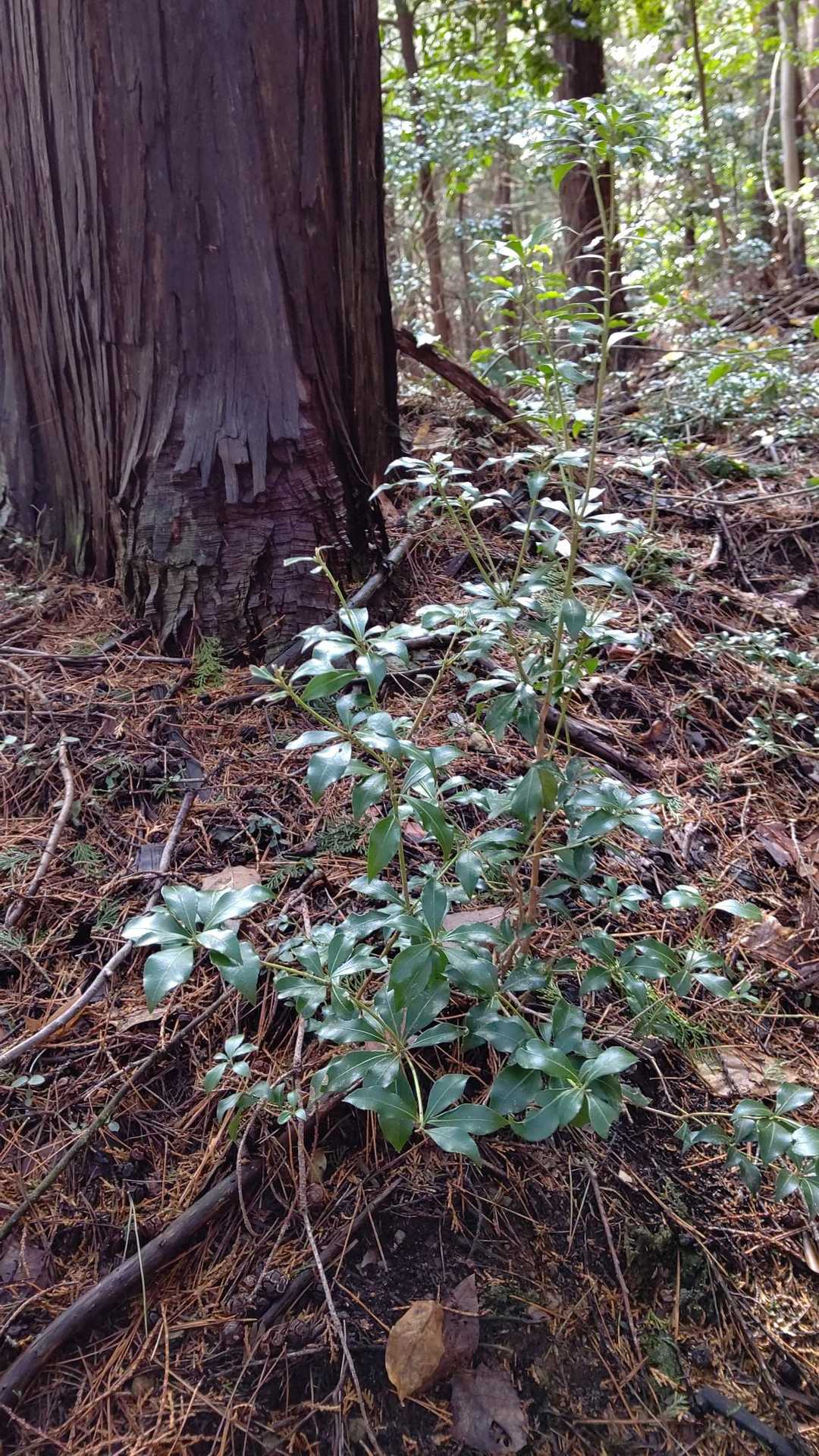 登山道にずらりと群生。
馬酔木(アセビ)かな？？