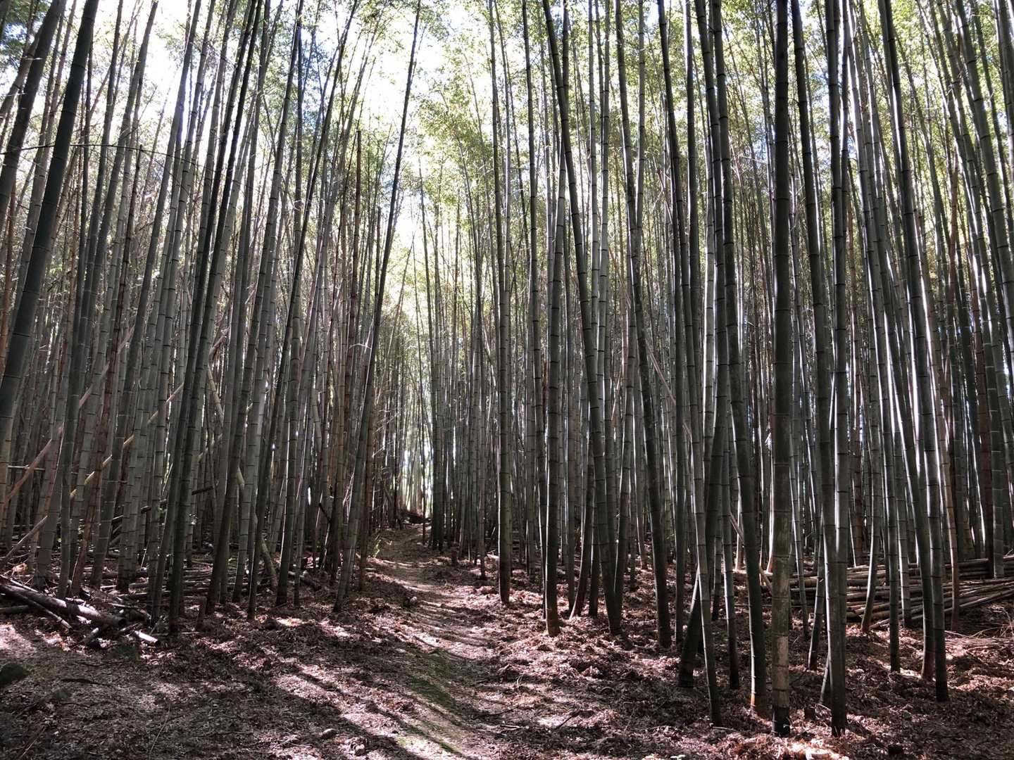 竹林登場！