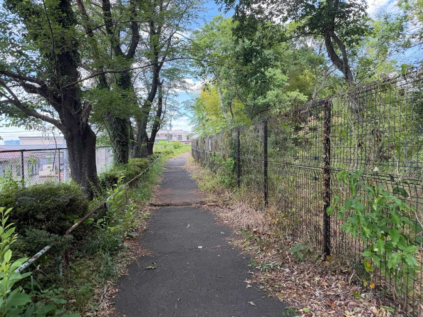 諏訪ヶ岳-古道五差路 縦走コースの写真