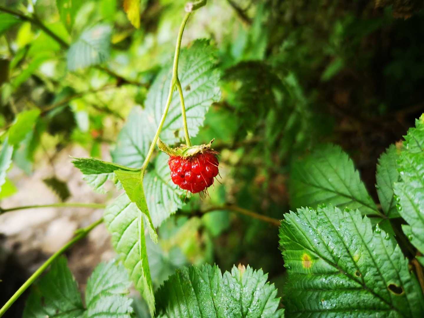 わーい！いちご🍓❤️