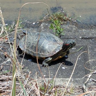 道祖神？ イヤ亀でした