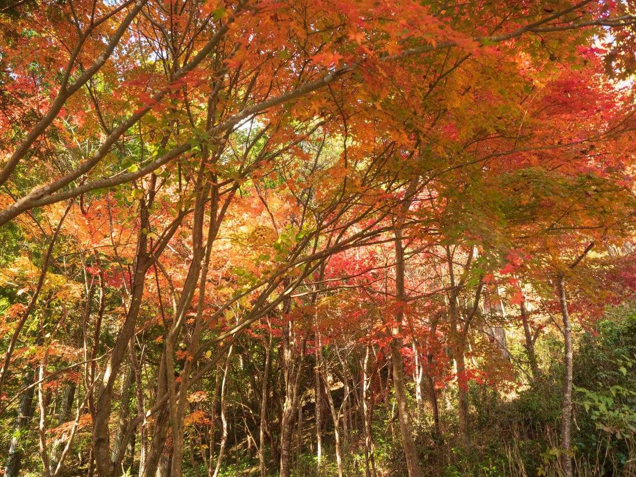 八幡神社-東天神嶽-天神嶽 往復コースの写真