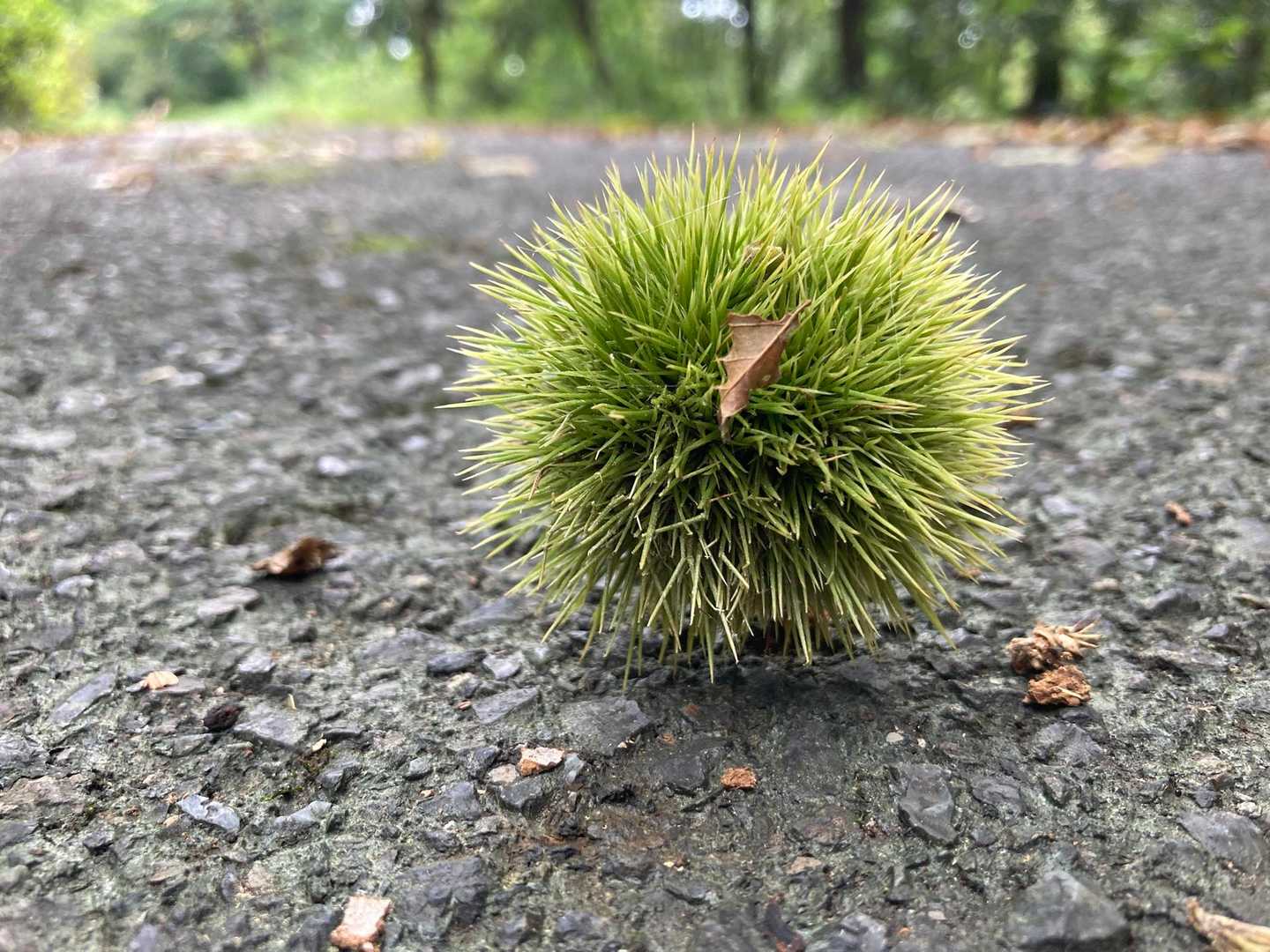 秋だねえ。
