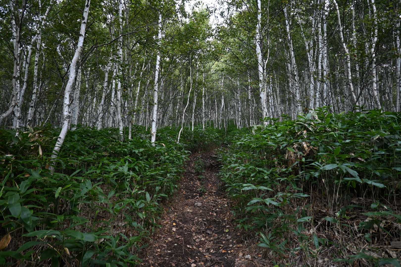 四阿山登山口-小四阿-中四阿 往復コースの写真
