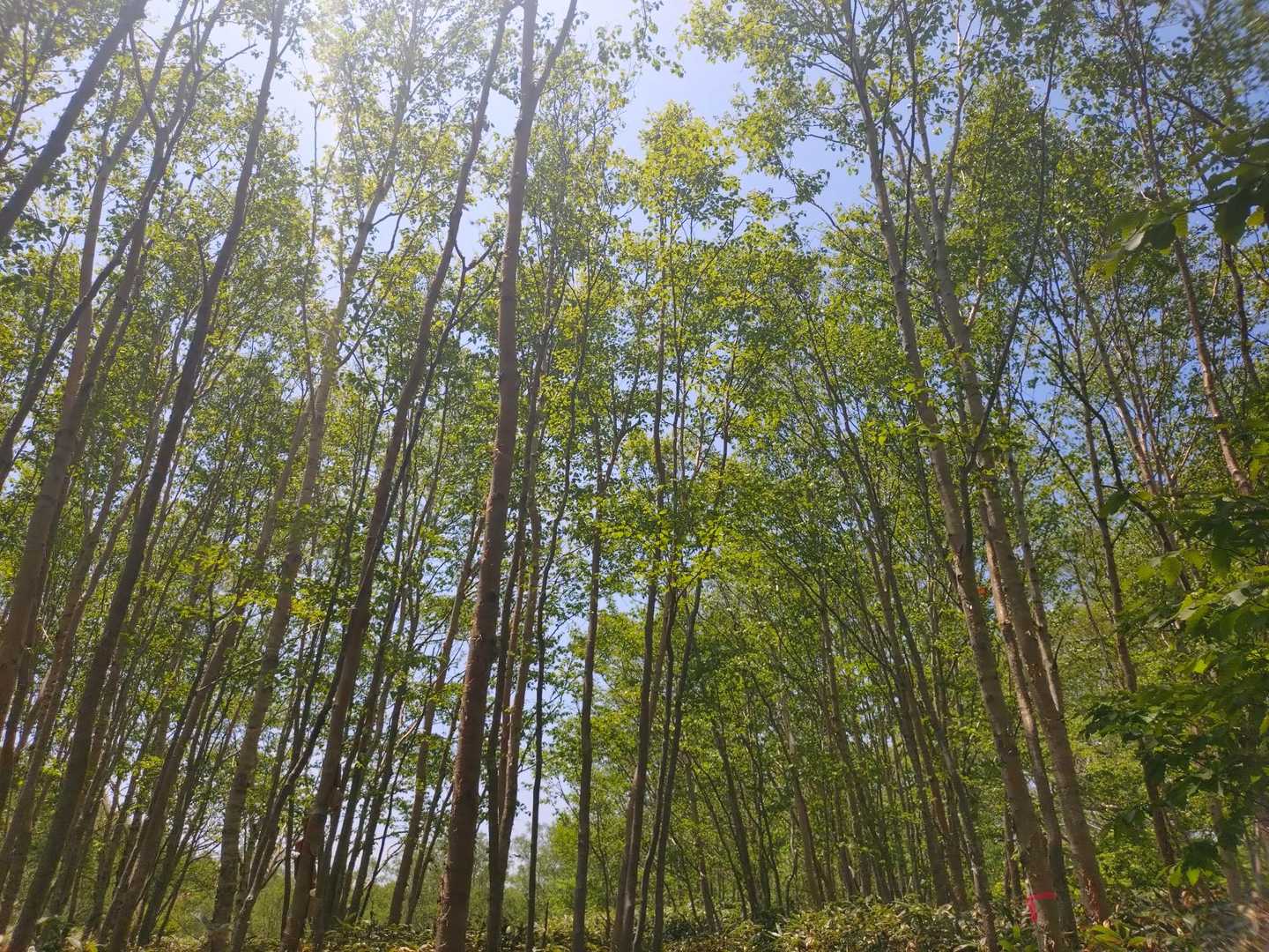 新緑が眩しい