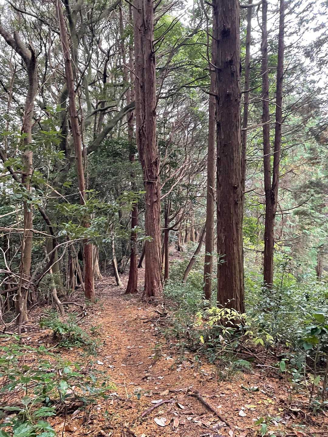 木々に囲まれた山道、小雨が降り出しましたが問題なく歩けます👍