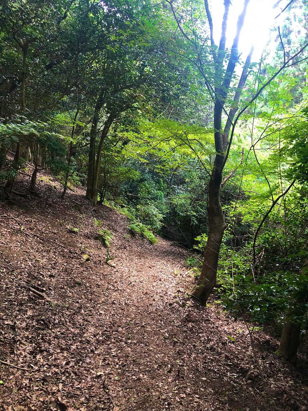 次の山に早く行きたいので 写真撮ったらすぐ下山しました↘️

違うルートで下山し ここは樹林帯の九十九折りの歩き易い道で 早足で歩いてました😊