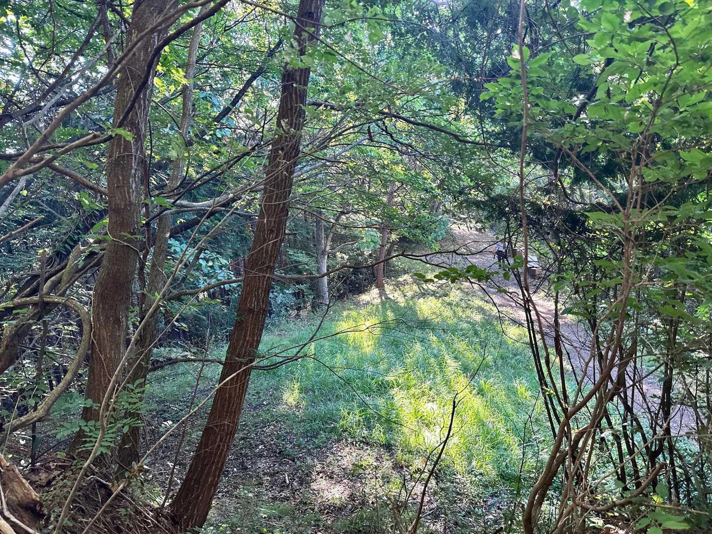爽やかな朝☀️ですよー