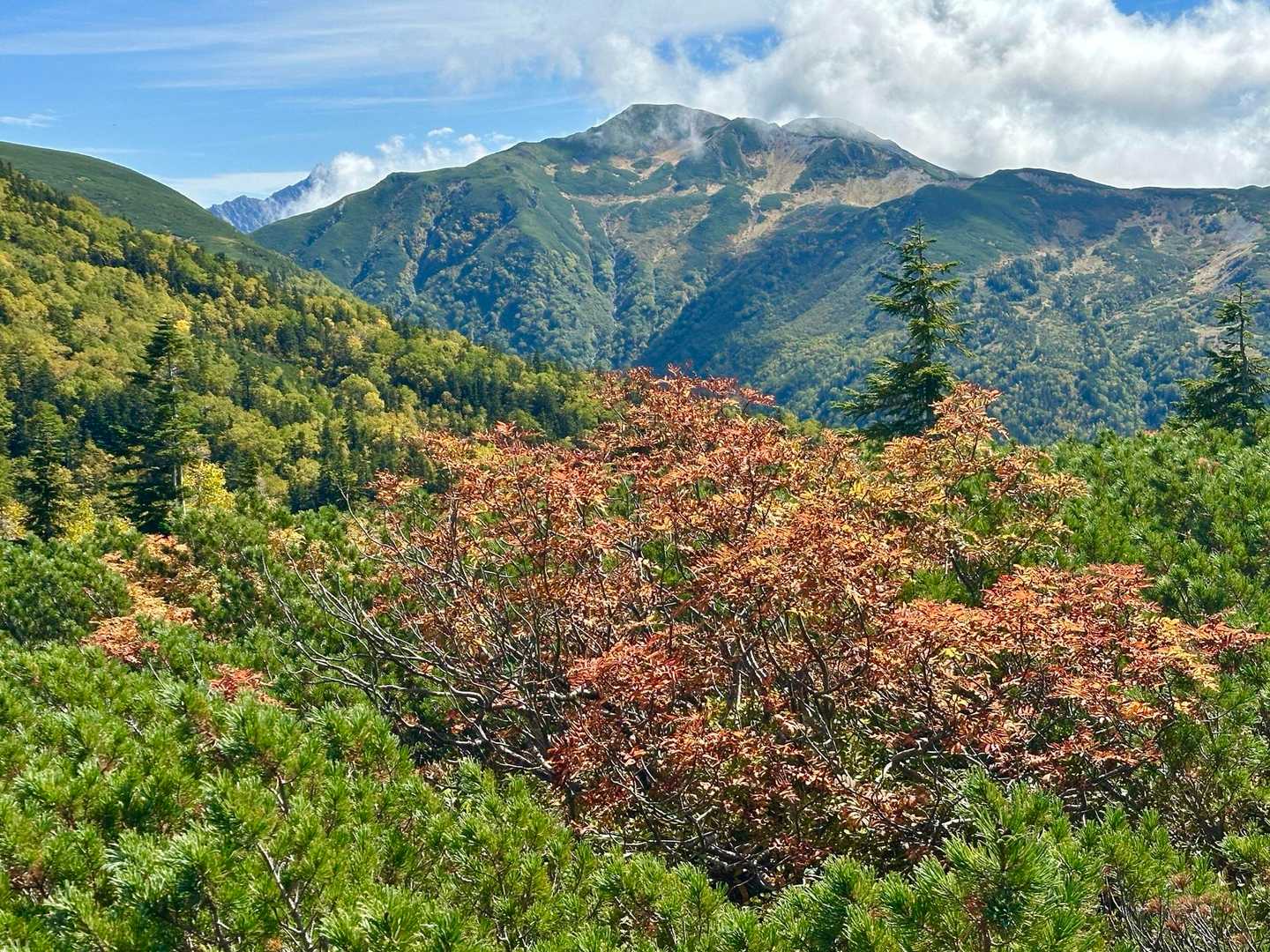 薬師岳登山口-五光岩ベンチ-アラスカ庭園-スイス庭園-祖父 縦走コースの写真