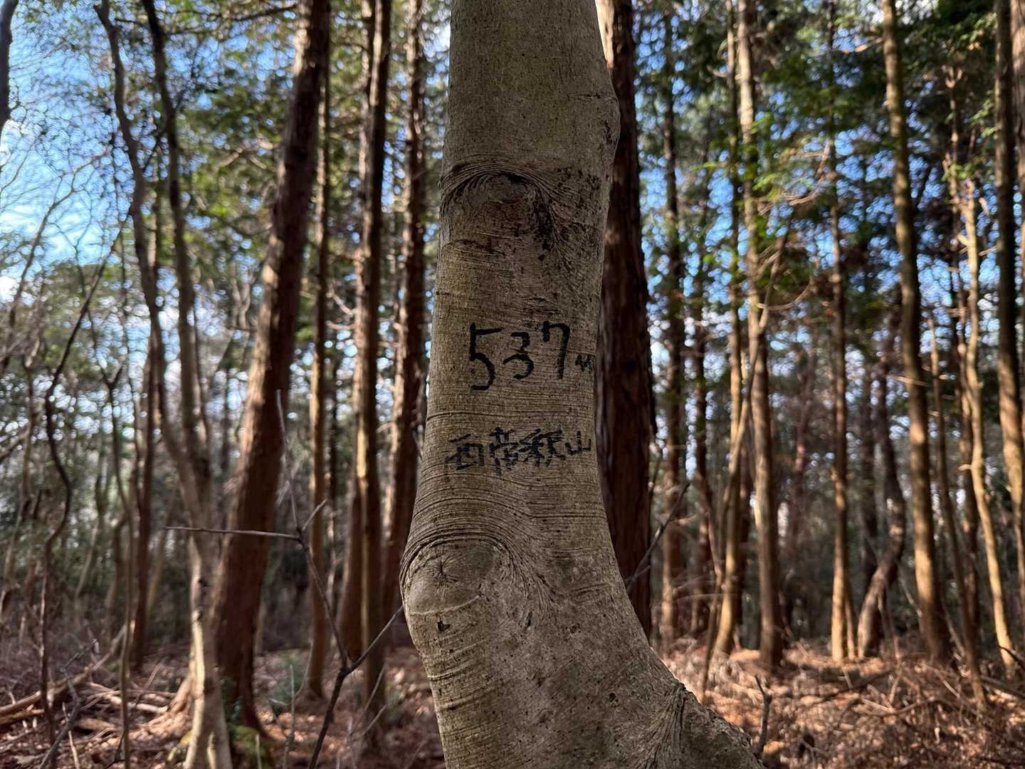 行きに見落としてた山頂プレートさがしてみたら
木に直接かかれてた
西帝釈山▲537M