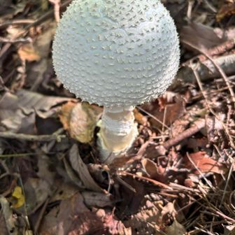 雨が続いてたせいなのか色んなキノコが🍄‍🟫