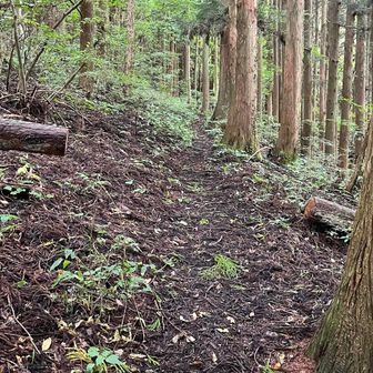 急登だけど歩きやすい
鎌倉岳は花の百名山にも選定されてるけど、この時期には咲いてる花はないね。
けど、花の時期にヒトリシズカがたくさん咲いてる様子は今でもわかる