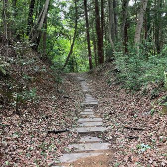 グチャ泥になりやすい所に木道はありがたいです。