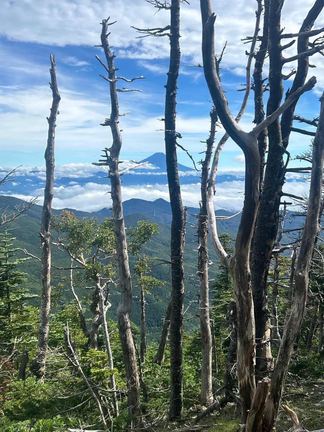 富士山がよくみえました