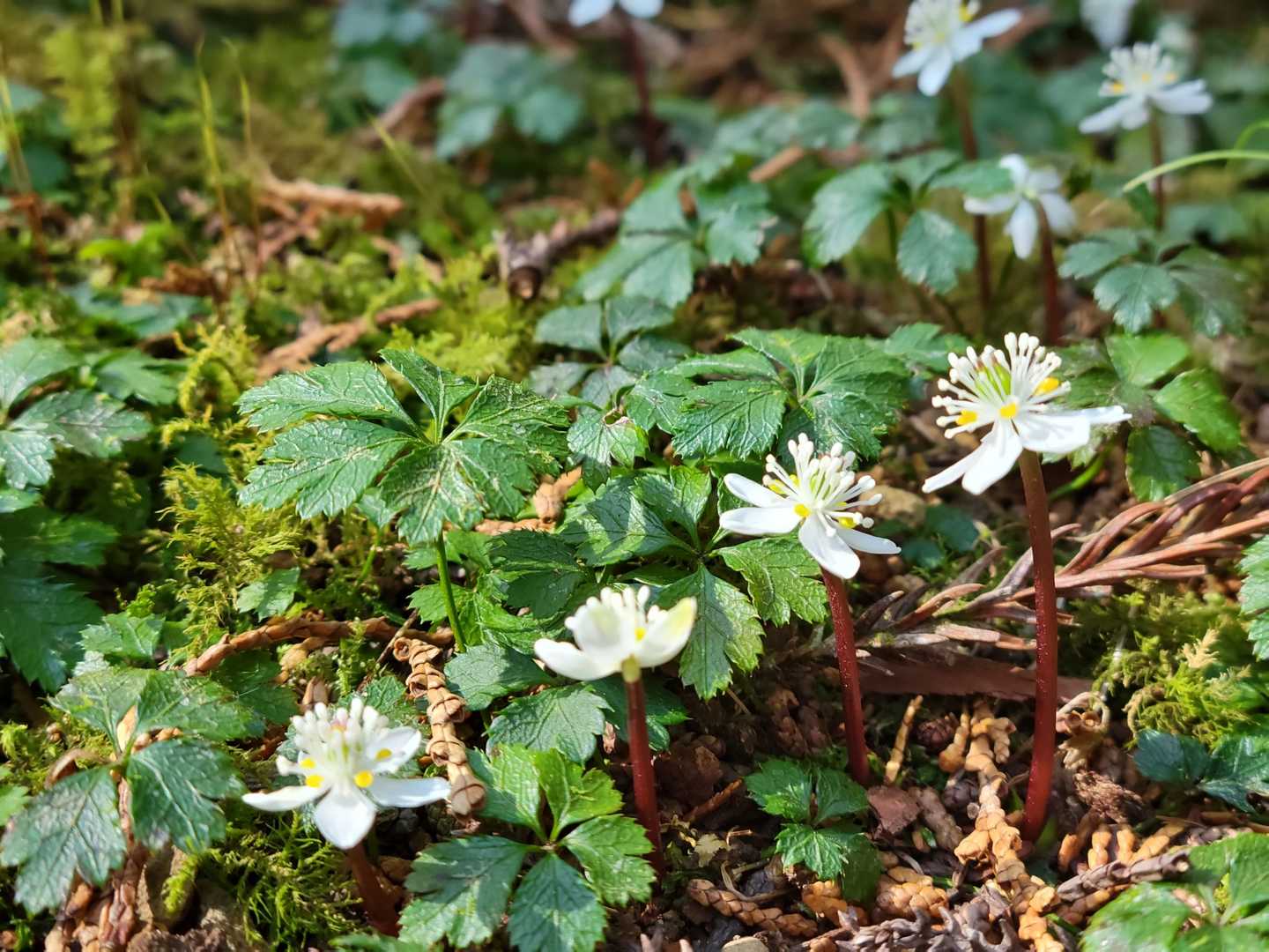 本当の花びらは黄色い所
拡大するとスプーン状になってるそうです