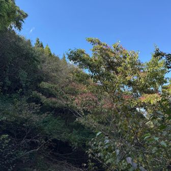 猿が騒ぎまくってた