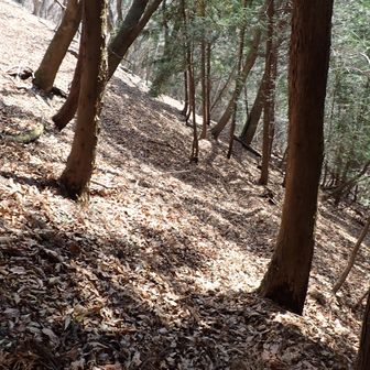 この道は利用度が少ないのか、
落葉モフモフではっきり分からず💦

コガッシーは、
逆に踏跡だらけで分からない✨
