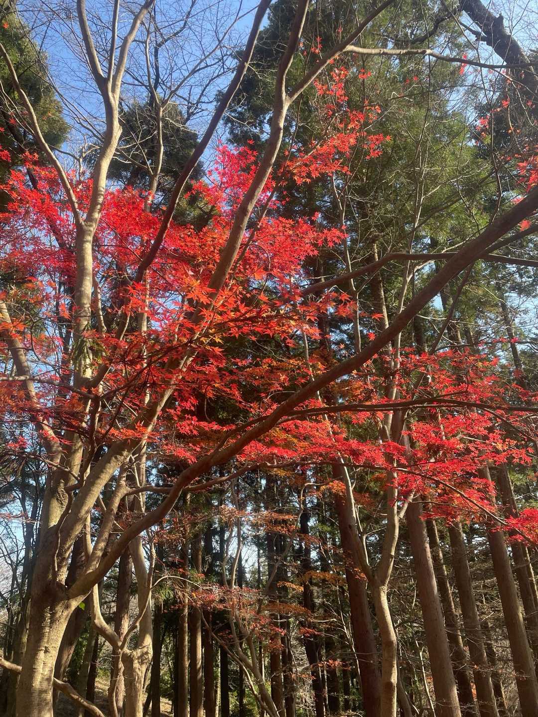 残ってた紅葉🍁