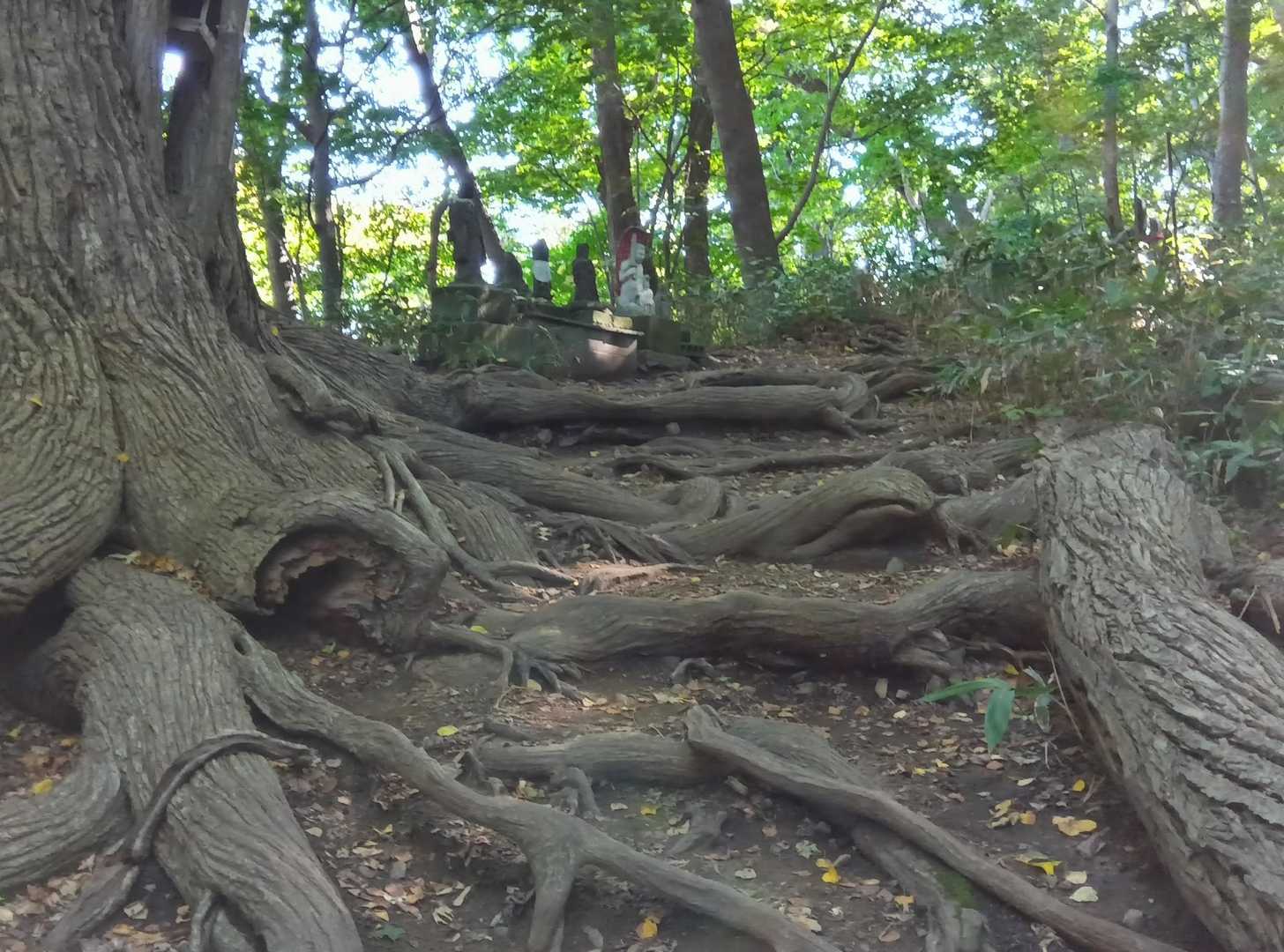 円山登山道
このウネウネは
なんとなく…よい😊