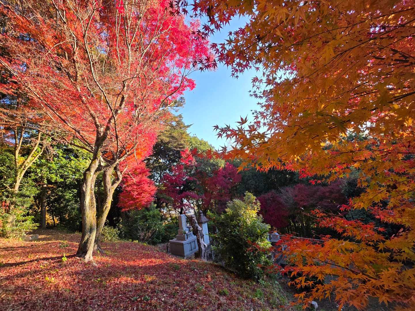 ここは🍁が散り、地面も赤い🥰