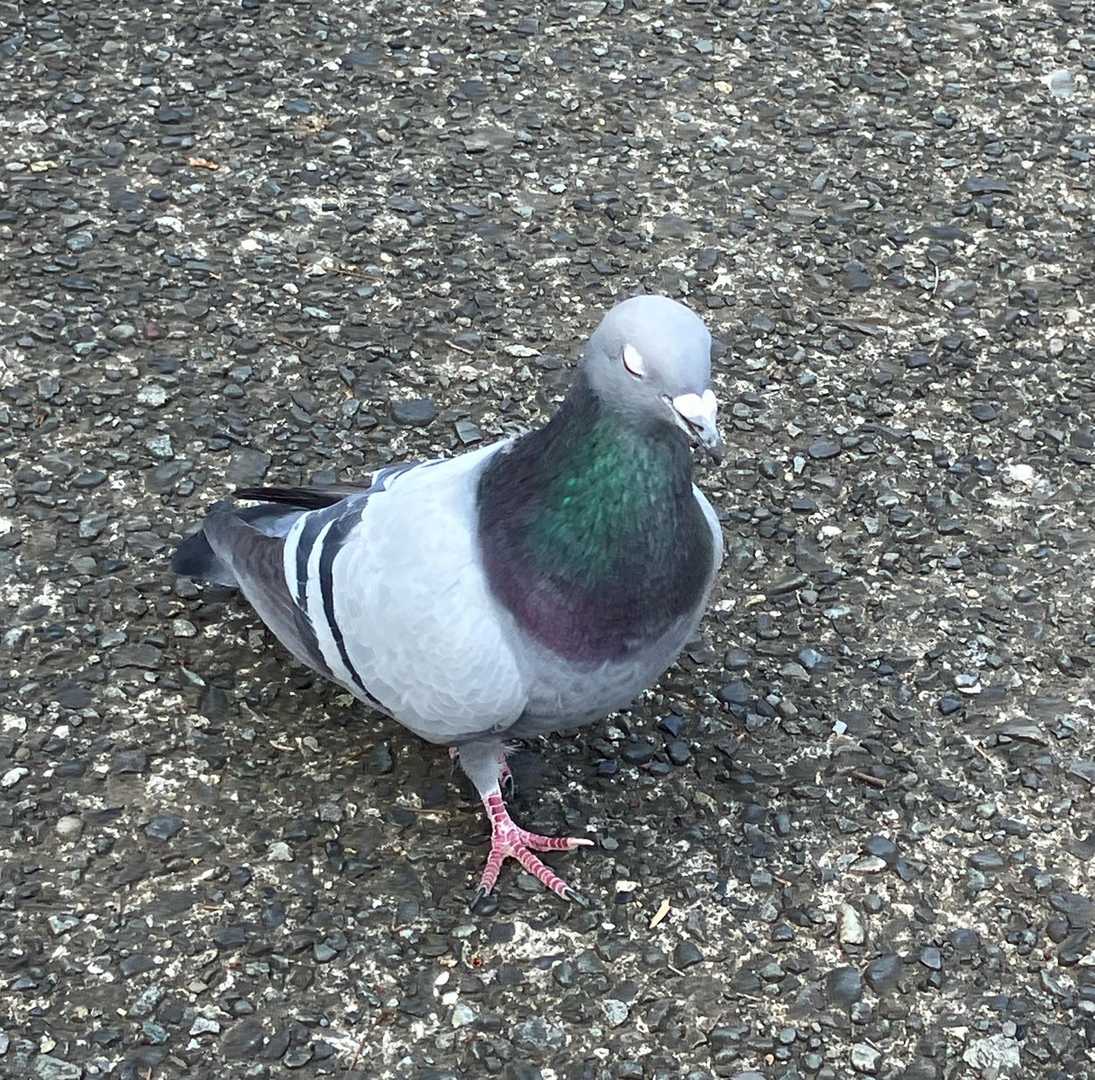 テケテケ近づいてくるドバトさん☺️近いよ！

