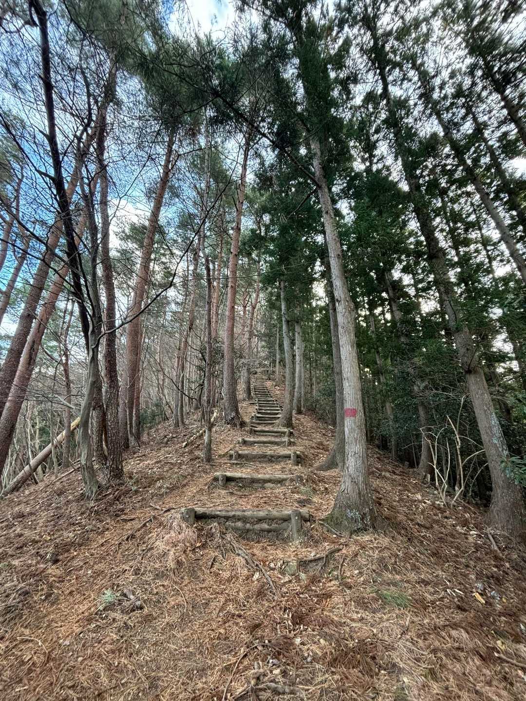 自然観察の森バス停 往復コースの写真