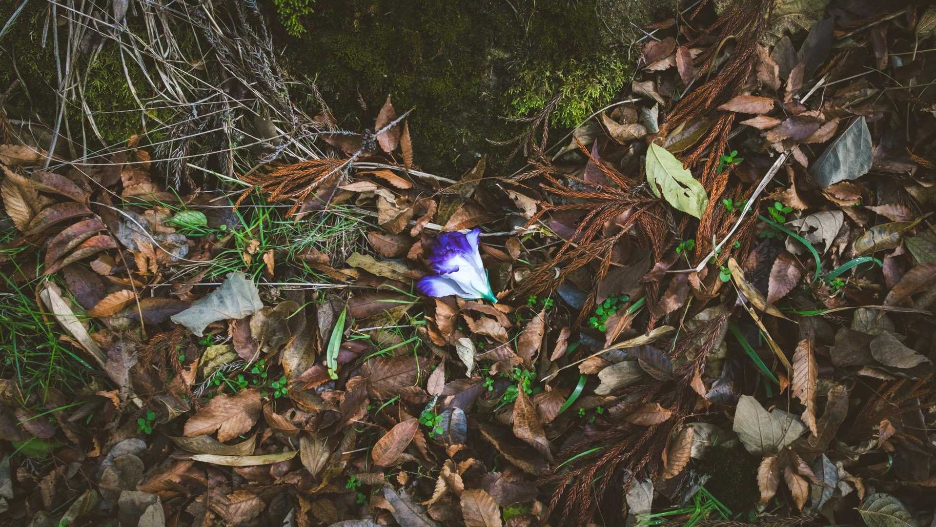 造花が笑う。