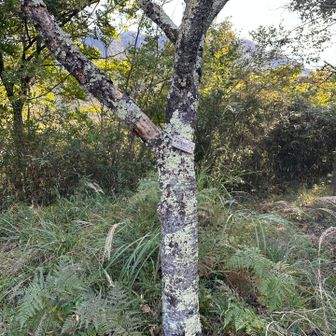 むすび山の看板が擬態しててパッと見でわからない