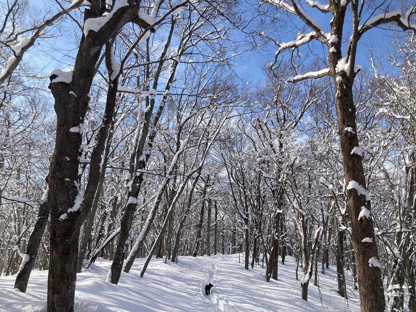 利根別自然公園登山口-萩の山 往復コースの写真