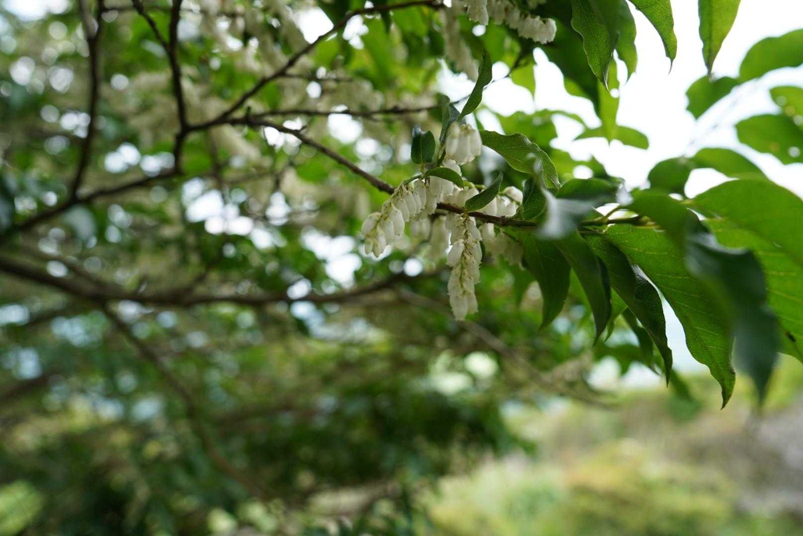 猟師岳-合頭山 周回コースの写真