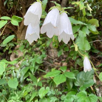 ホタルブクロですね。多度山をぐるっと回る水路脇に咲いてました。