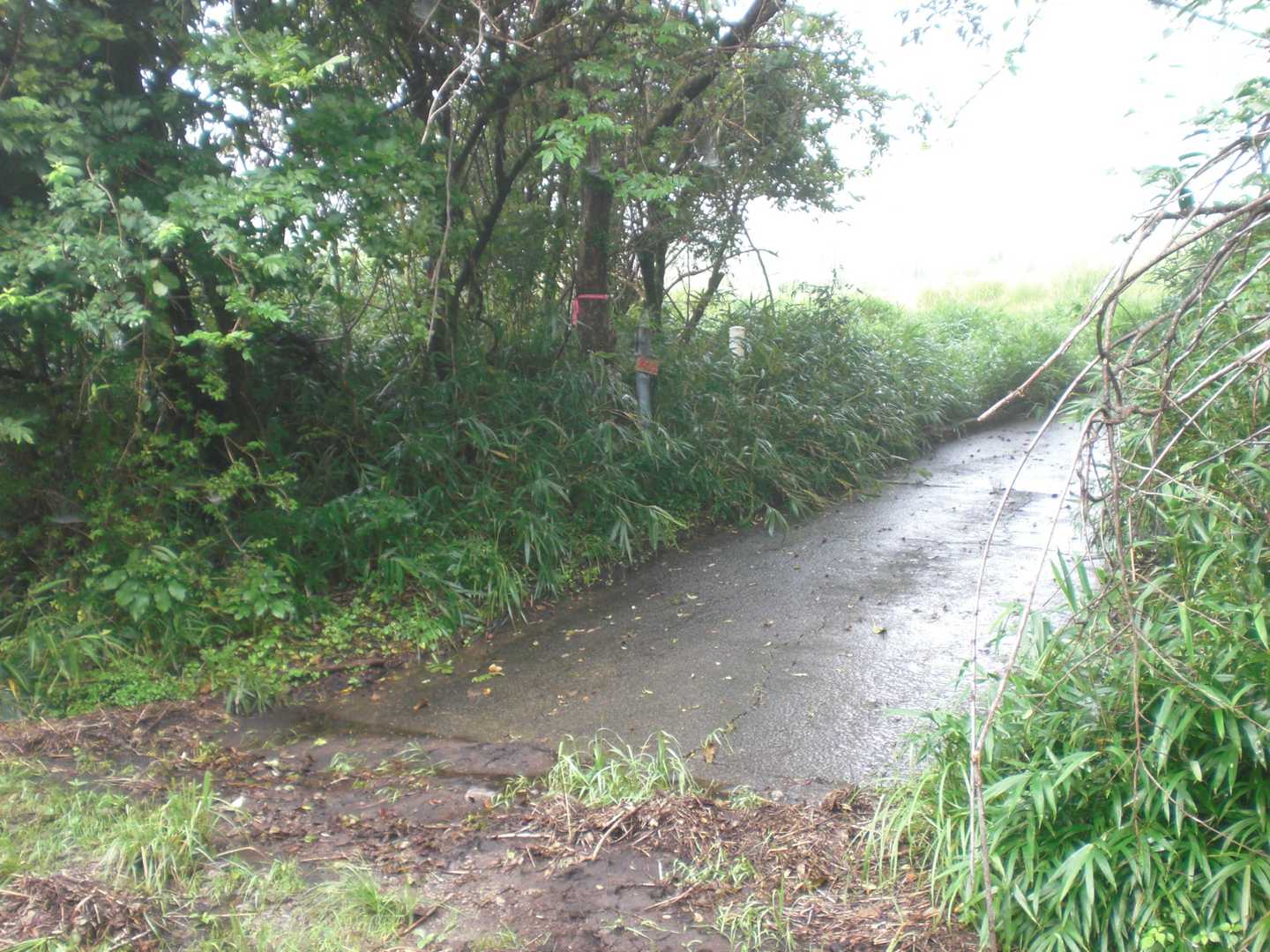 霧の登山口。舗装路は真っ白