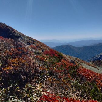 まつぼっくりん