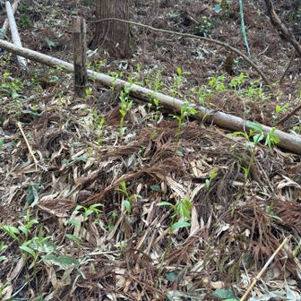 群生していました✨️