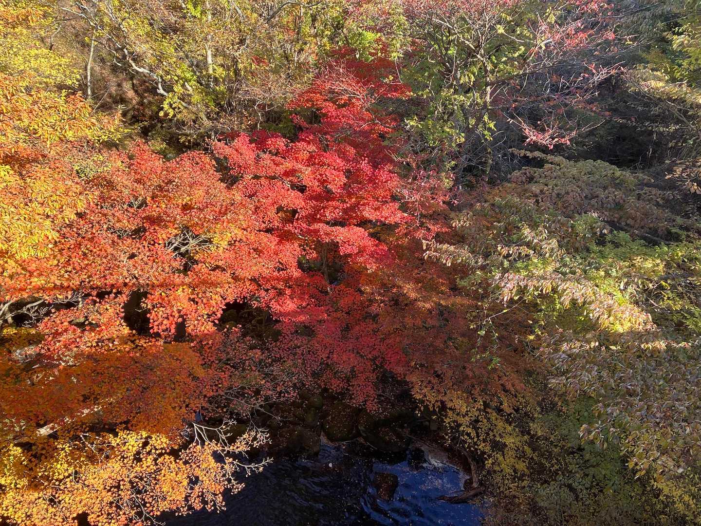 長者原登山口-泉水山-上泉水山 往復コースの写真