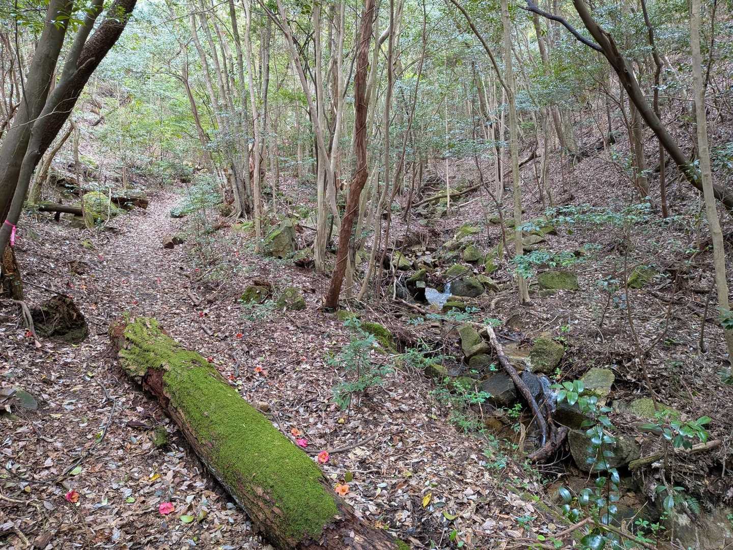 どの山もそうだが、沢のせせらぎの音がホントに心地よい