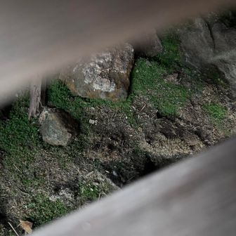 階段の下にヒカリゴケ
ライトで照らさないと見えないけど