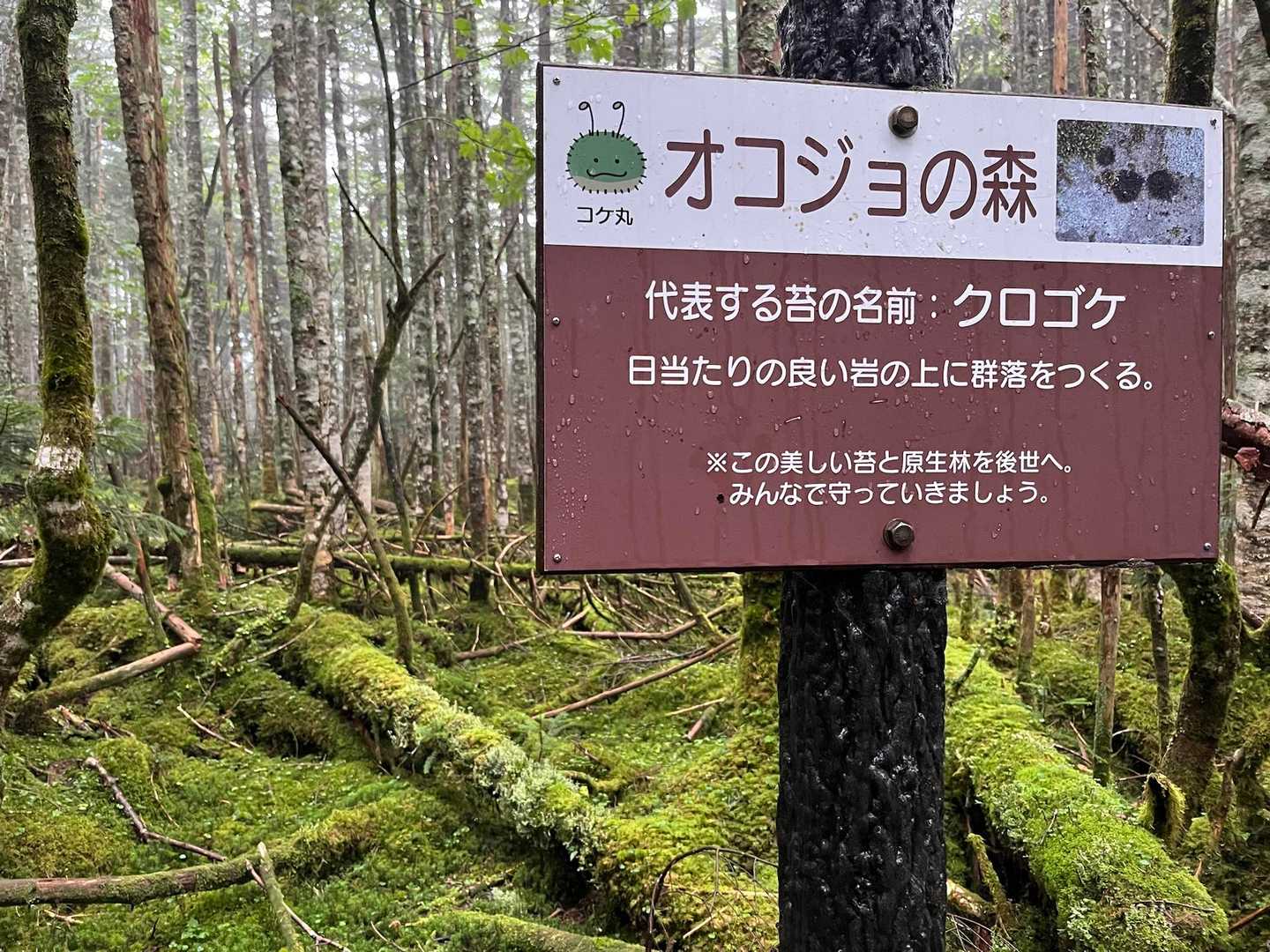 渋の湯バス停-渋ノ湯登山口-麦草峠-大石峠-中小場-縞枯山 縦走コースの写真