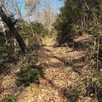 🐻がでそうな雰囲気がします…そもそも雷電神社に出てます🐻