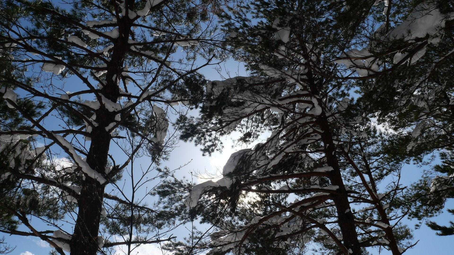 松の枝には雪が融けずに乗っかってる