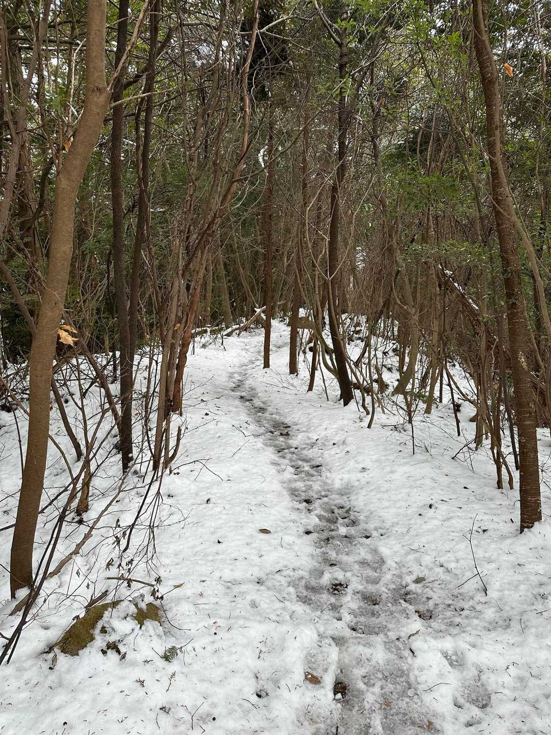 思ったより沢山の方が歩かれてる模様