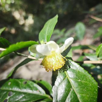 チャノキ
花も葉も飲用より大きいんですけど…同じ!?