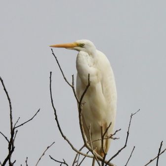 さっき下池を飛んでたダイサギ、いつもカワウがいる木に留まっています😊