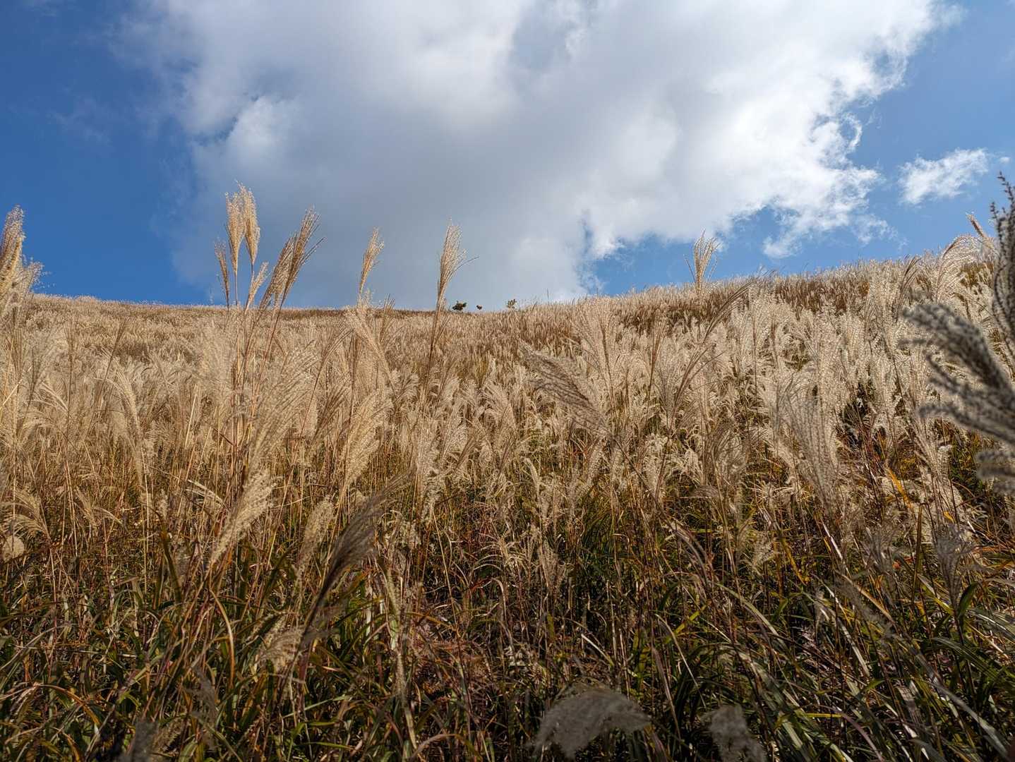 ススキ🌾の斜面。